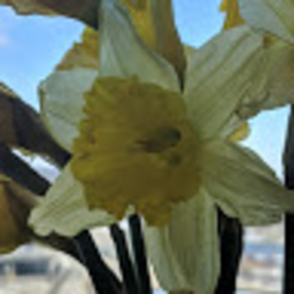 Meet your Posher, Bella - Picture 1 of 1